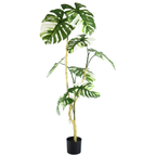 Monstera Albo__1__180CM