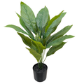 Dieffenbachia Plant__1__60CM