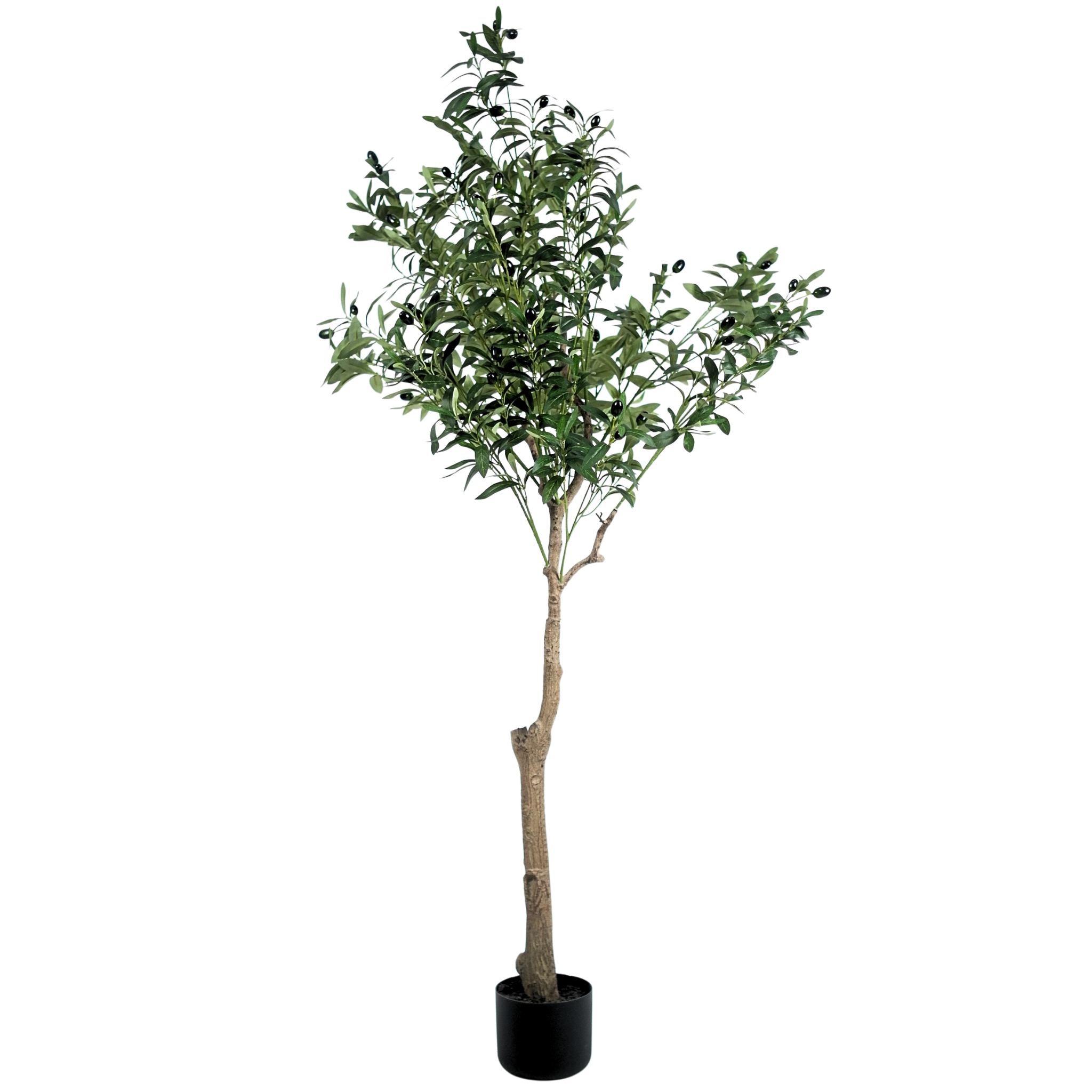Olive Tree__1__150CM