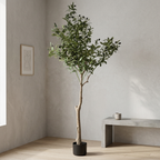 Olive Tree__1__150CM