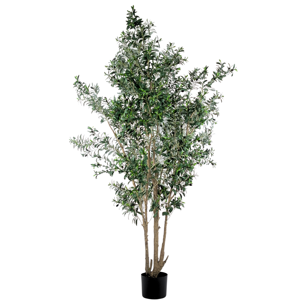 Olive Tree__1__250CM