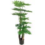 Philodendron__1__190CM