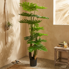 Philodendron__1__190CM
