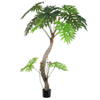 Philodendron__1__240CM