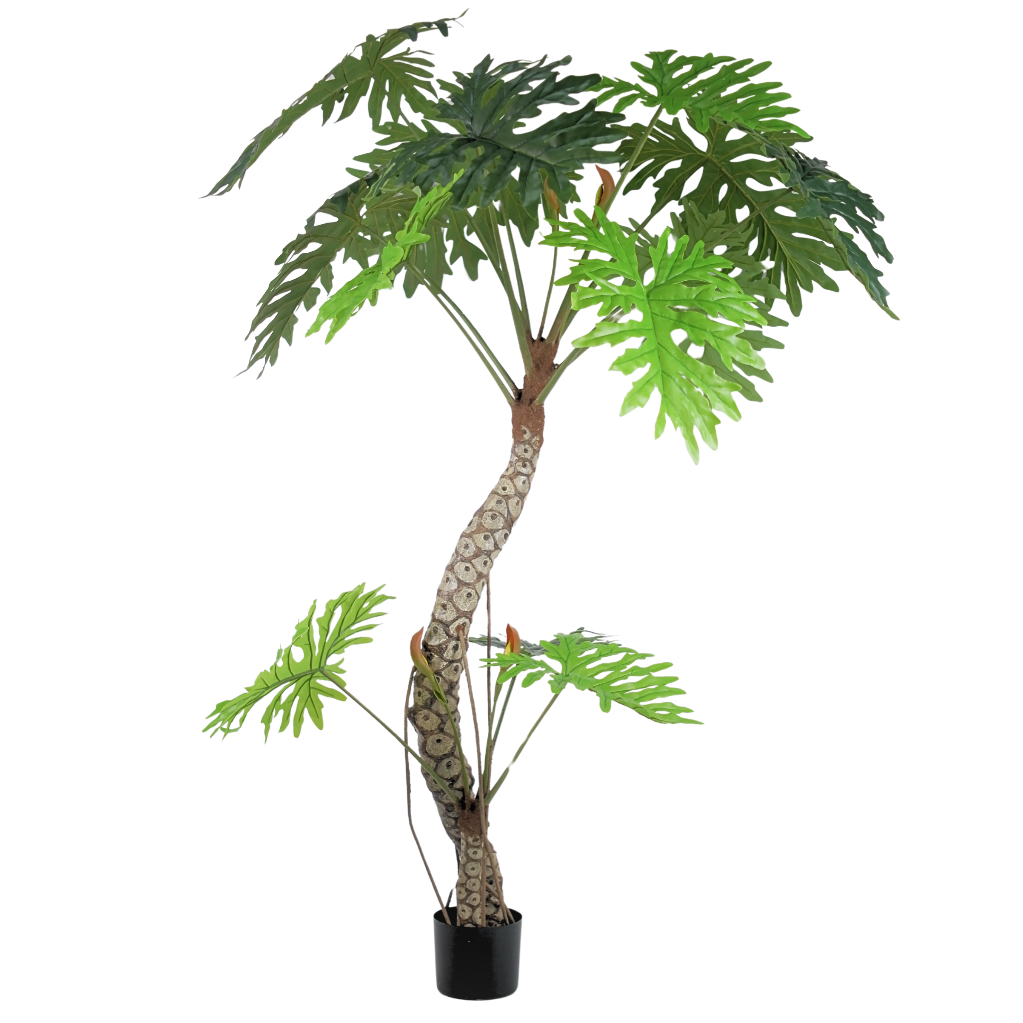 Philodendron__1__240CM