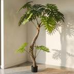 Philodendron__1__240CM