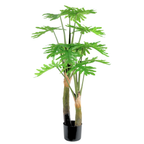 Philodendron__1__150CM
