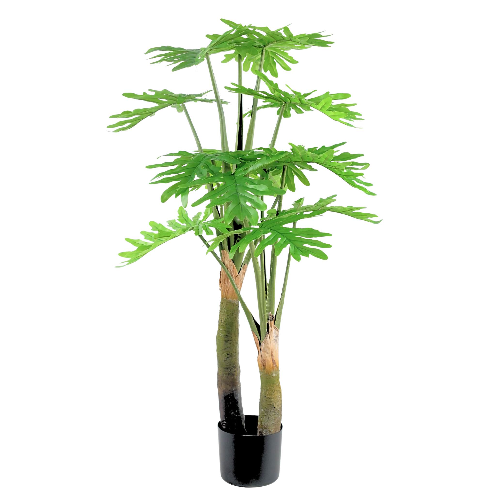 Philodendron__1__150CM