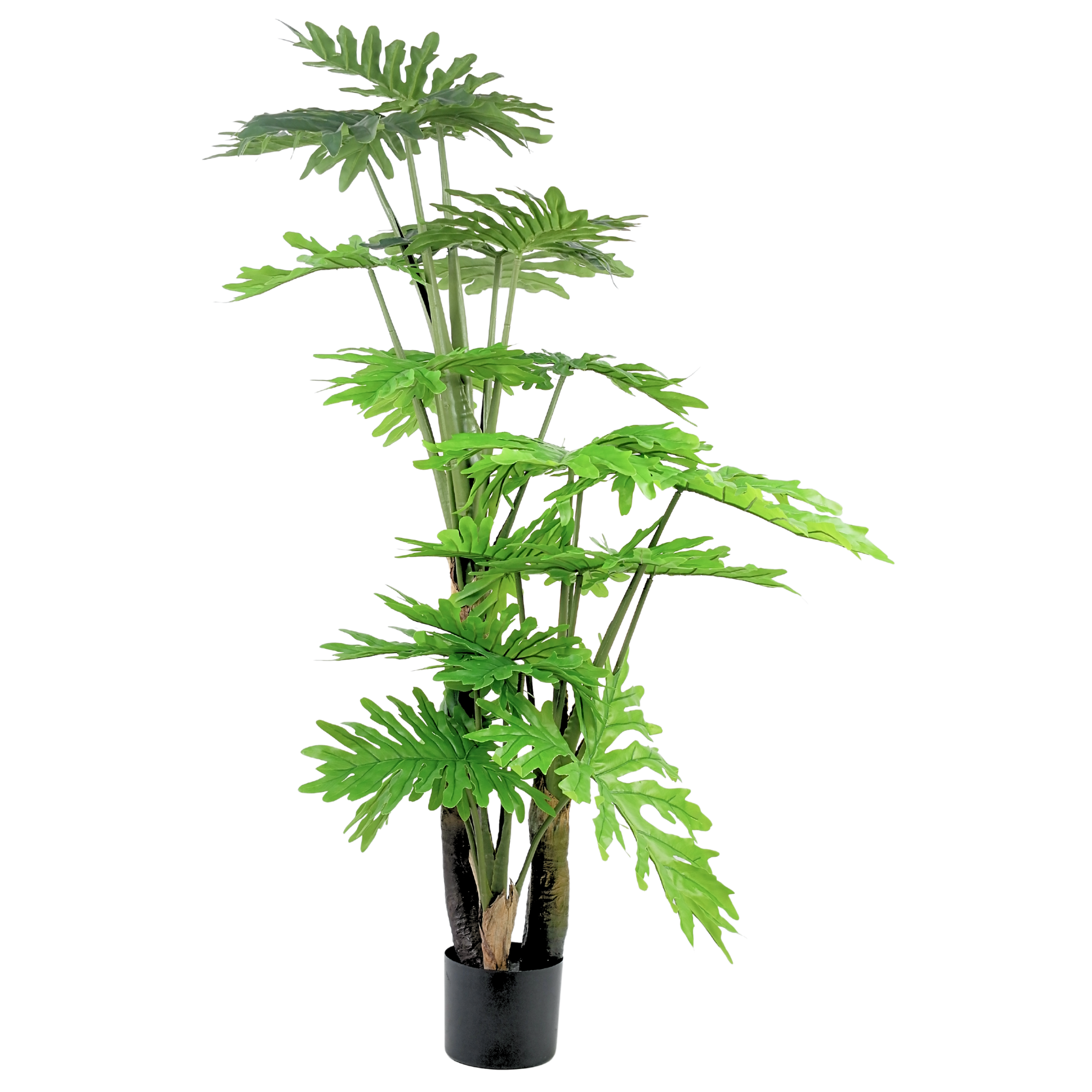 Philodendron__1__190CM
