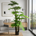 Philodendron__1__190CM