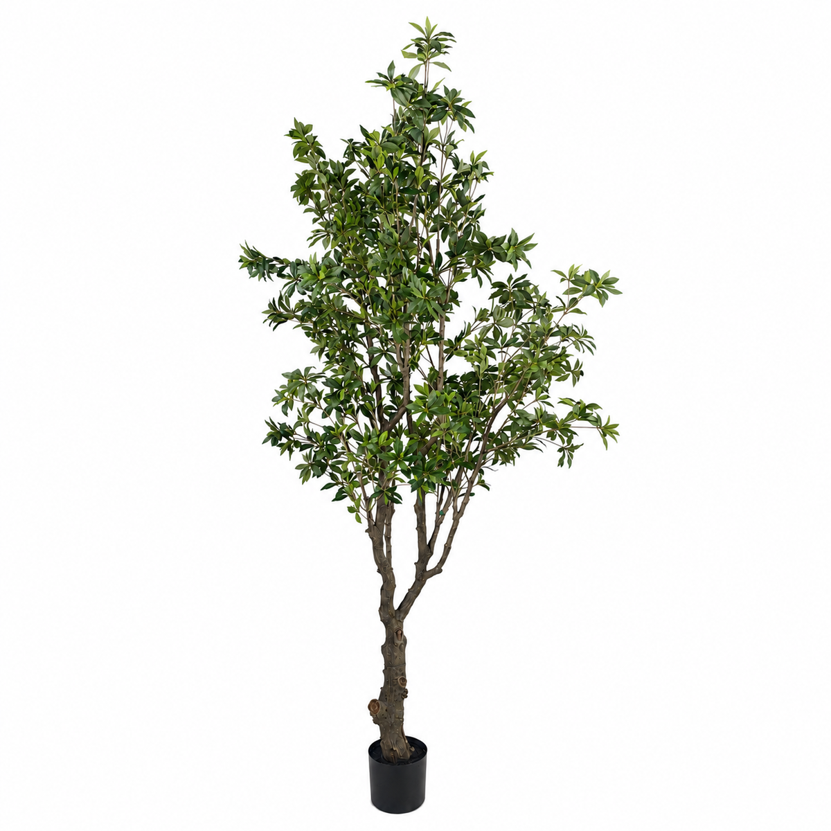 Pieris Japonica Tree__2__280CM