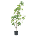 Pieris Japonica Tree__1__120CM