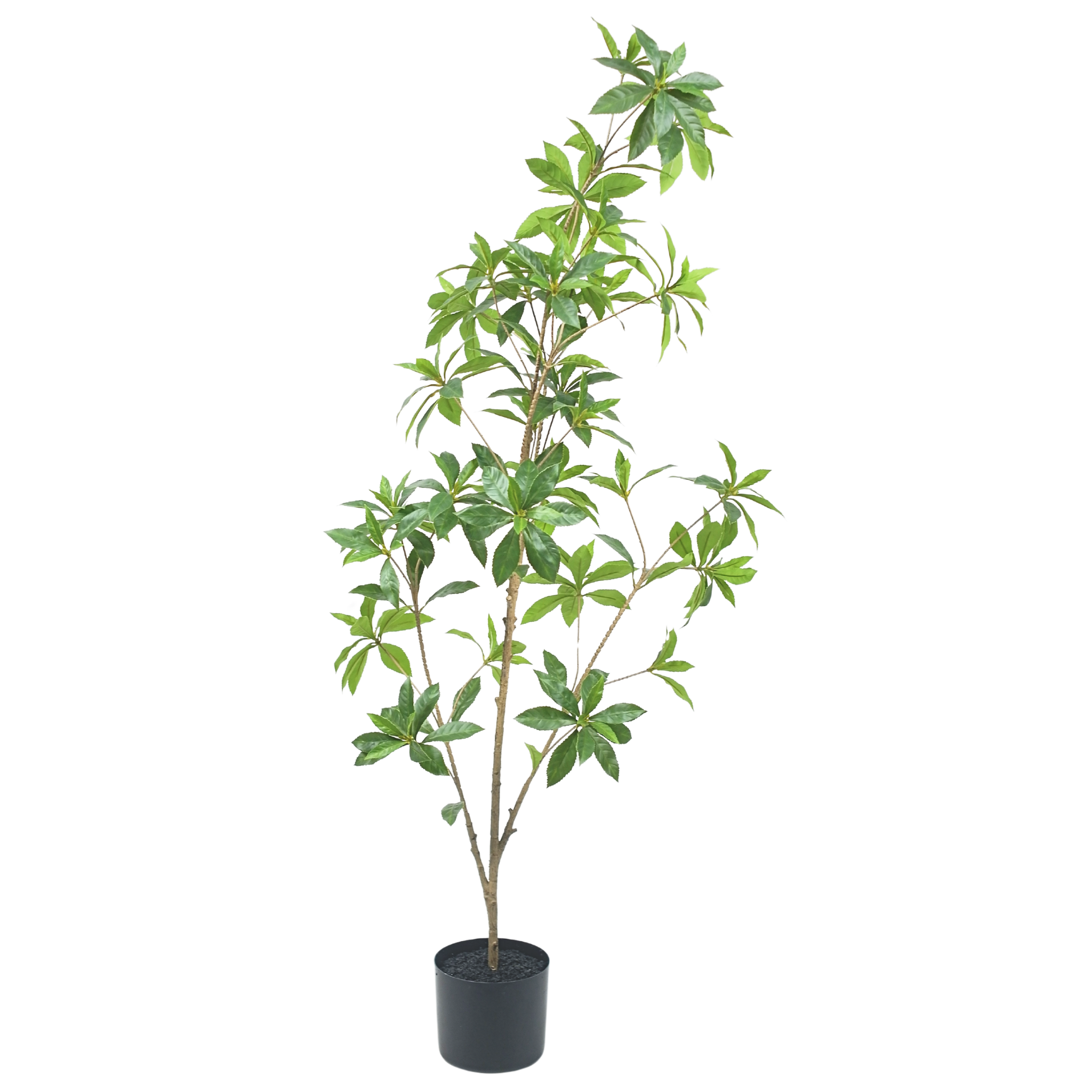 Pieris Japonica Tree__1__120CM