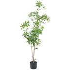 Pieris Japonica Tree__1__140CM