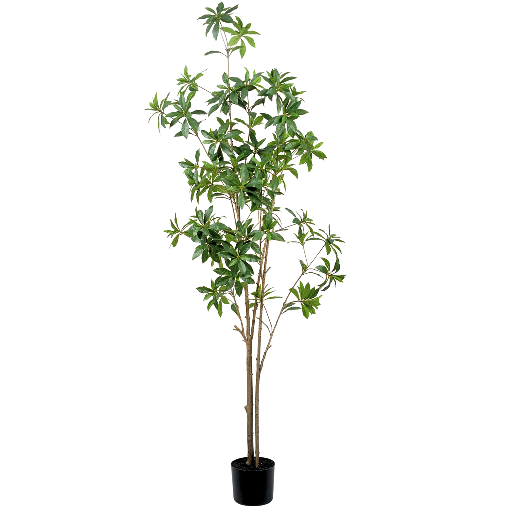 Pieris Japonica Tree__1__180CM