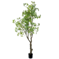 Pieris Japonica Tree__1__280CM