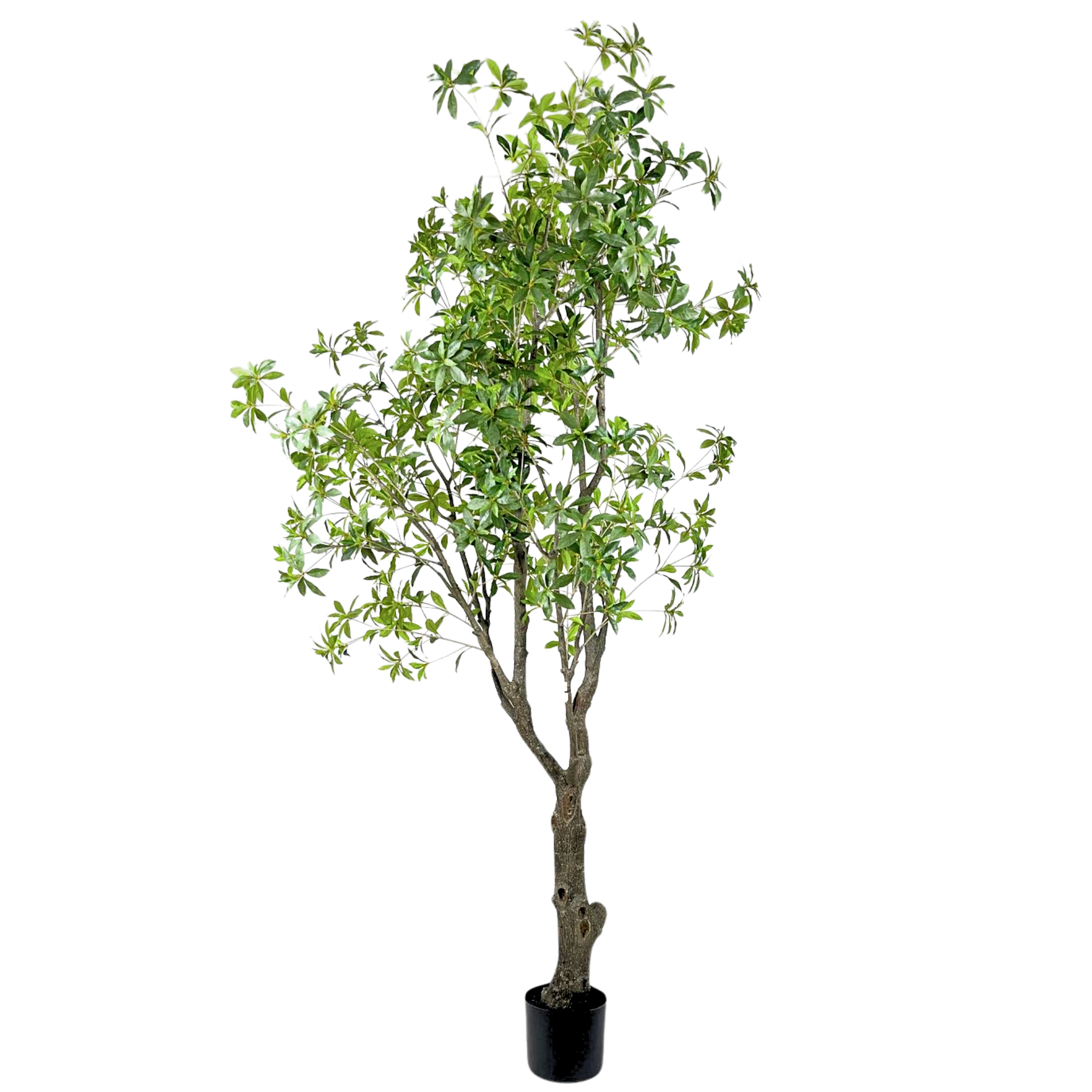 Pieris Japonica Tree__1__280CM