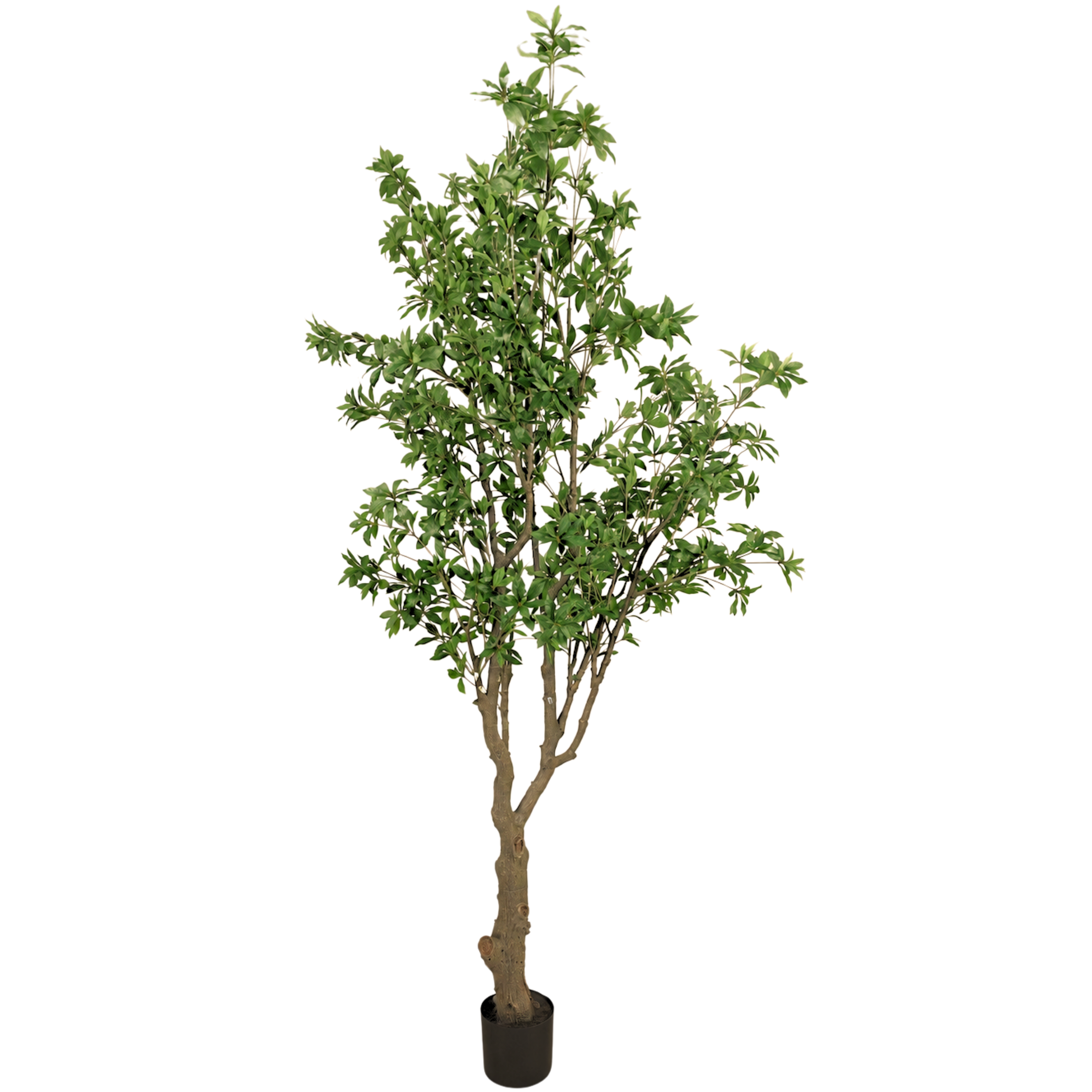 Pieris Japonica Tree__1__280CM