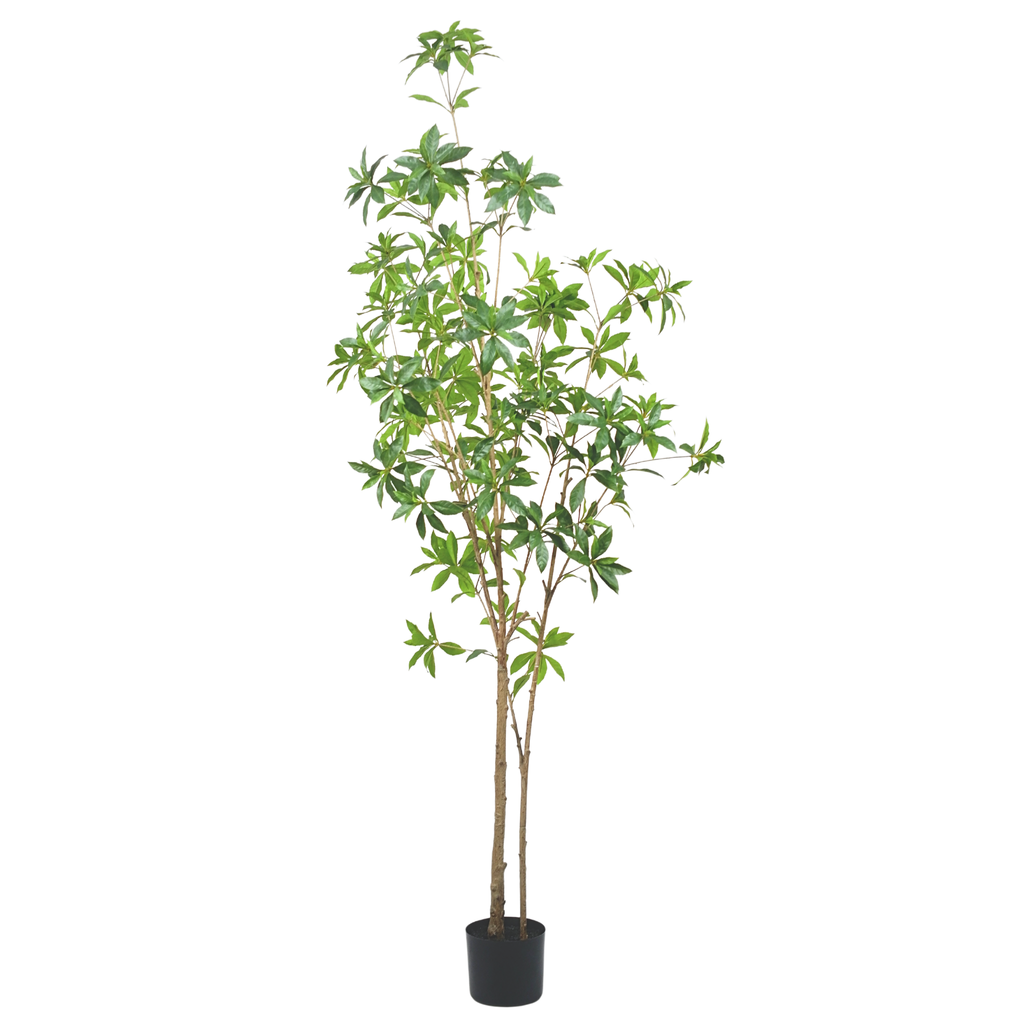 Pieris Japonica Tree__1__200CM