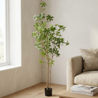 Pieris Japonica Tree__1__200CM