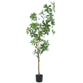 Pieris Japonica Tree__1__160CM