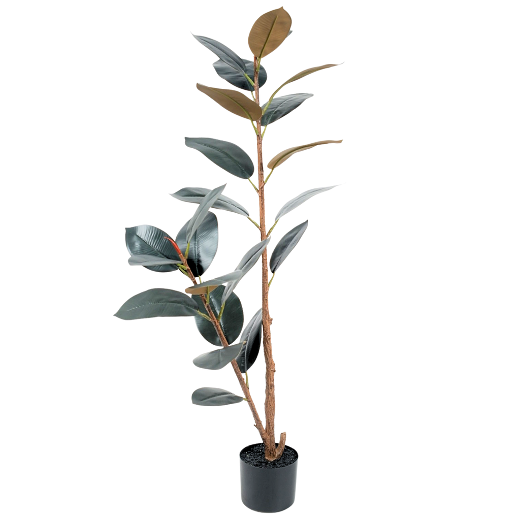 Rubber Tree Black__1__120CM