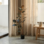 Rubber Tree Black__1__120CM