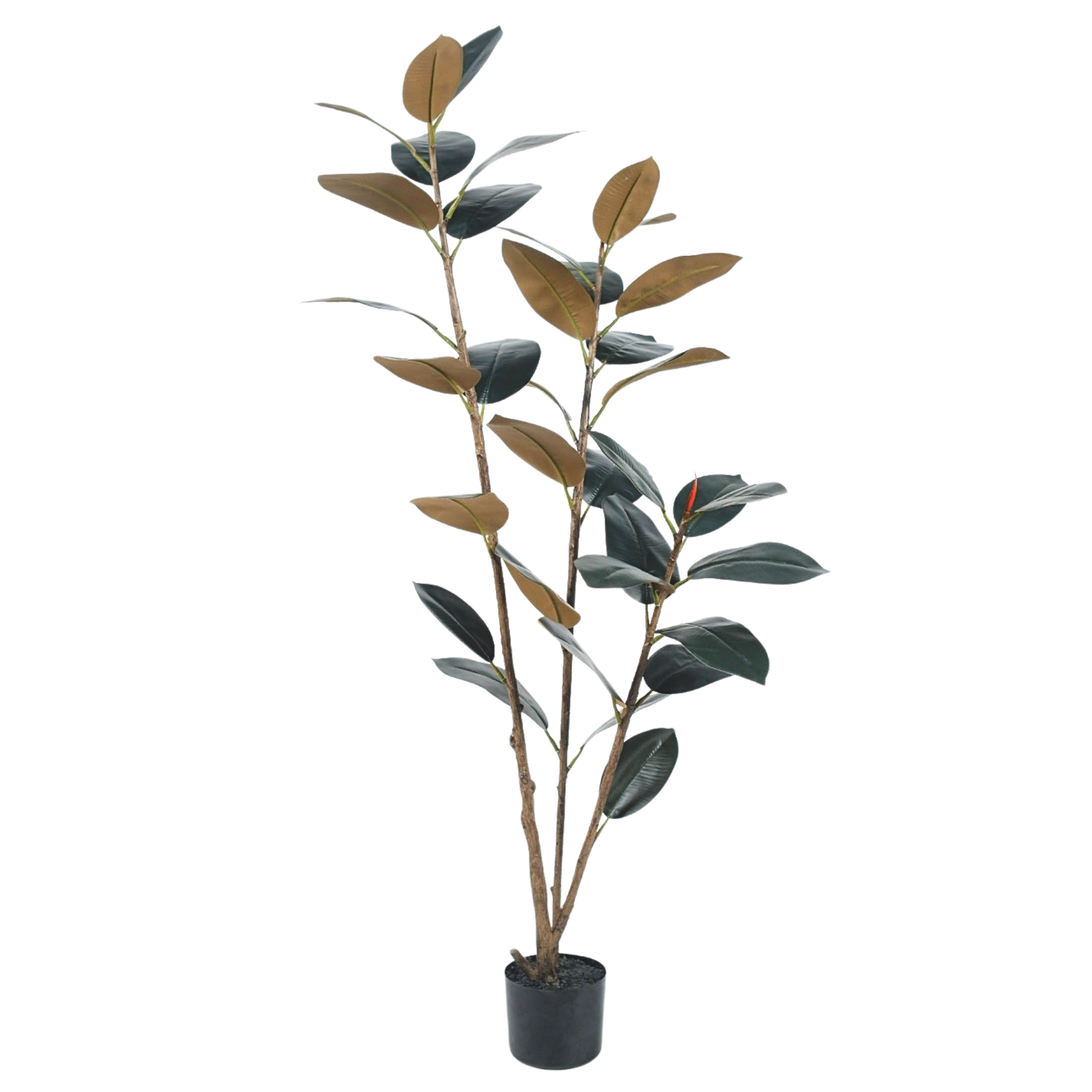 Rubber Tree Black__1__150CM