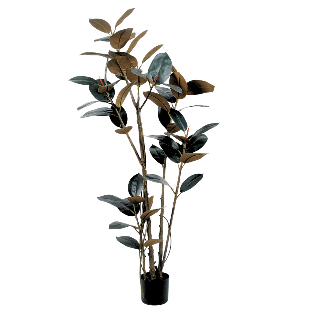 Rubber Tree Black__1__180CM