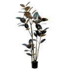 Rubber Tree Black__1__180CM