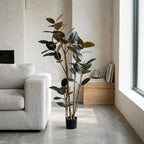 Rubber Tree Black__1__180CM