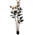 Rubber Tree Black__1__200CM