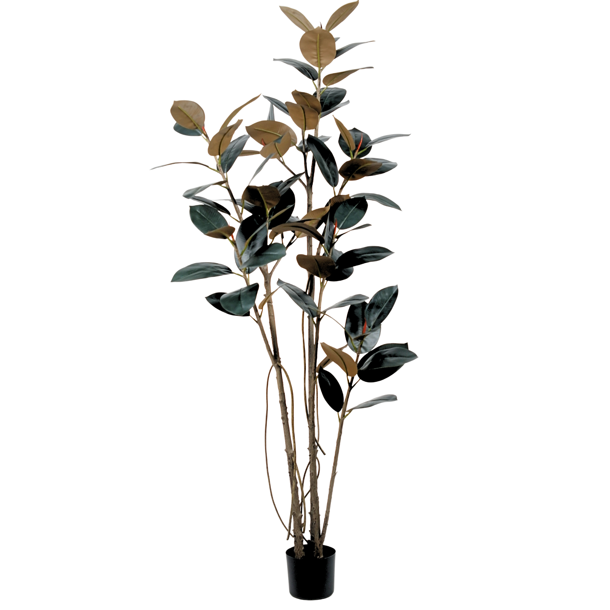 Rubber Tree Black__1__200CM