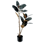 Rubber Tree Black__1__90CM
