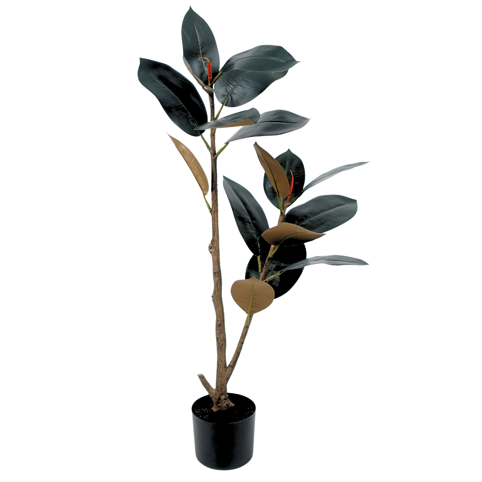 Rubber Tree Black__1__90CM