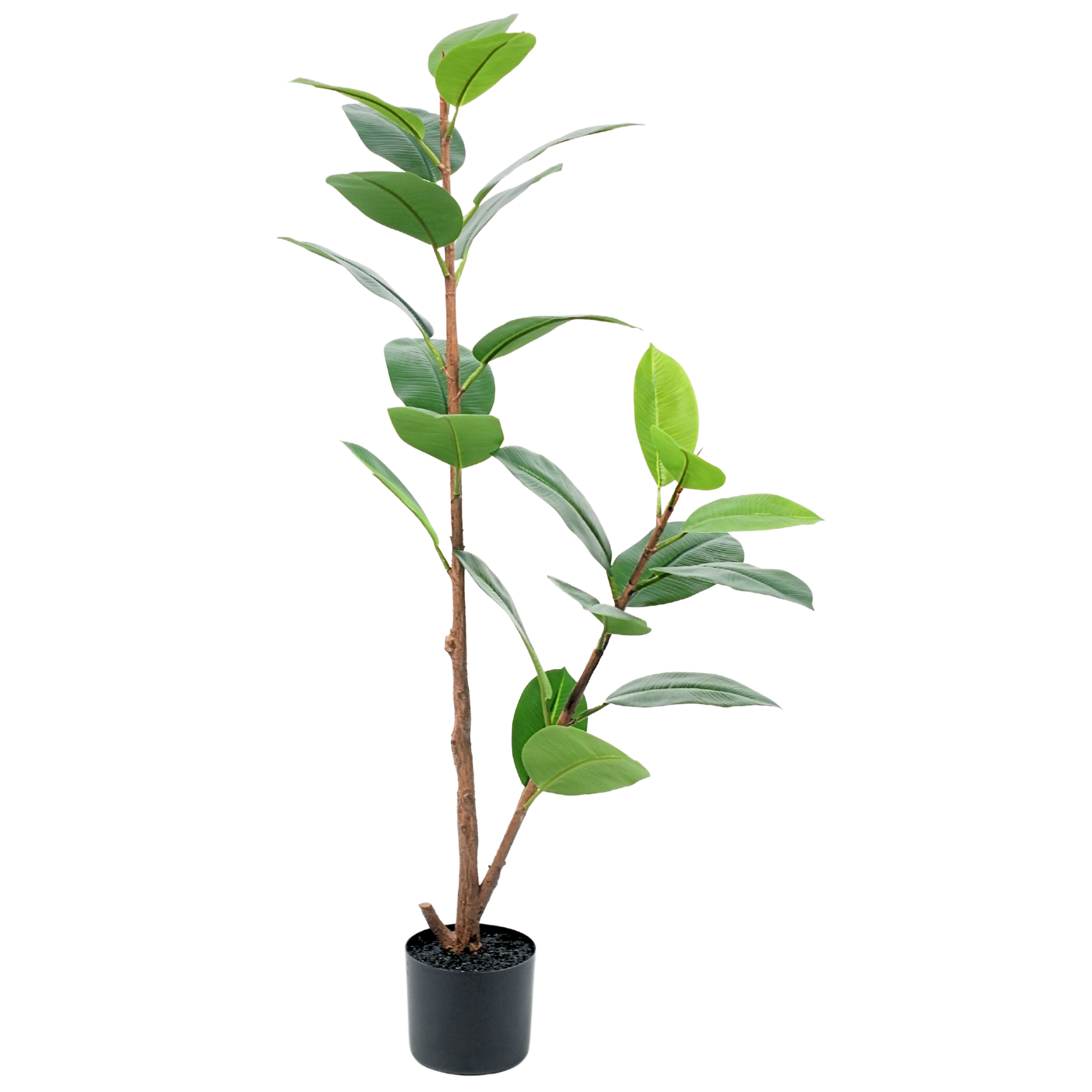 Rubber Tree Green__1__120CM