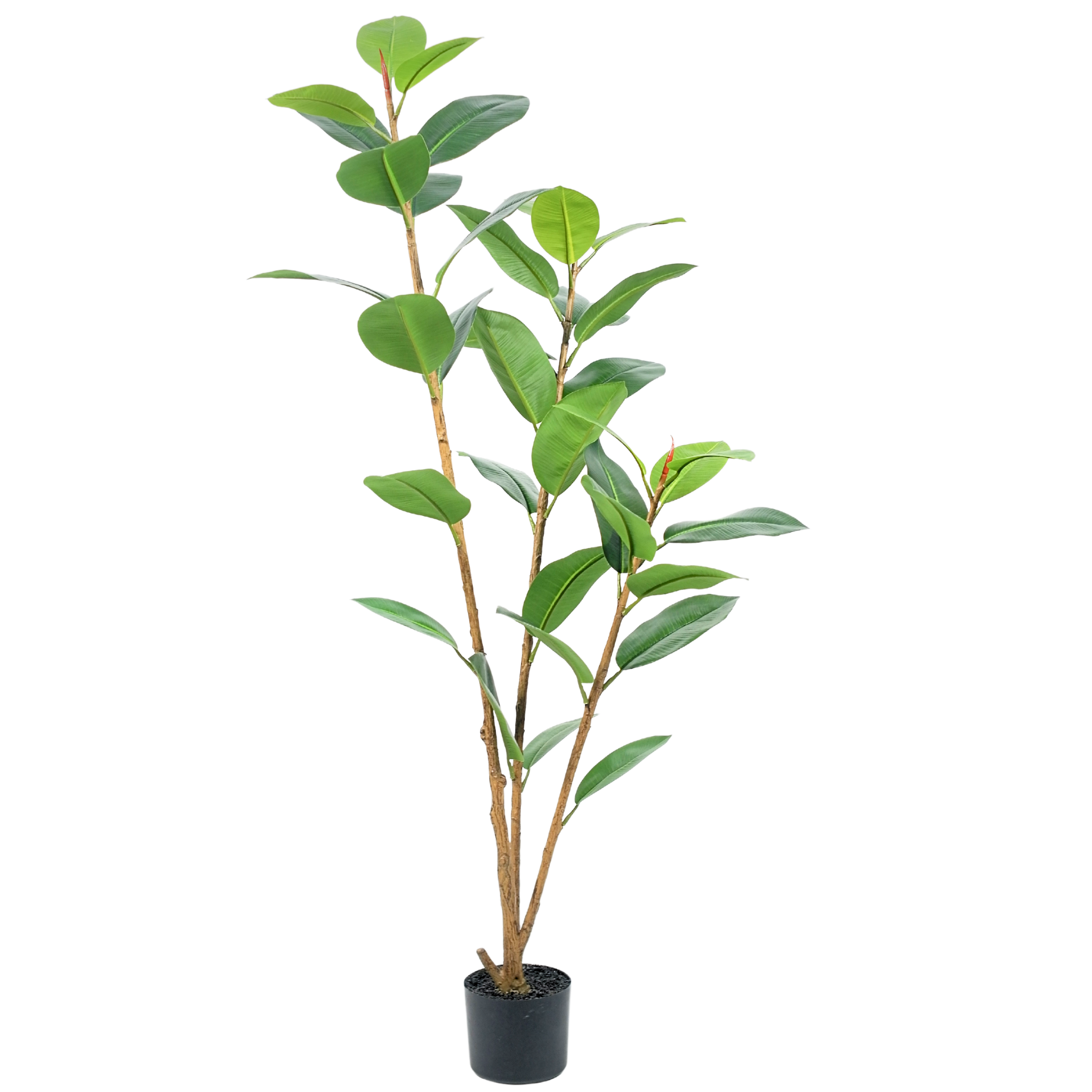 Rubber Tree Green__1__150CM
