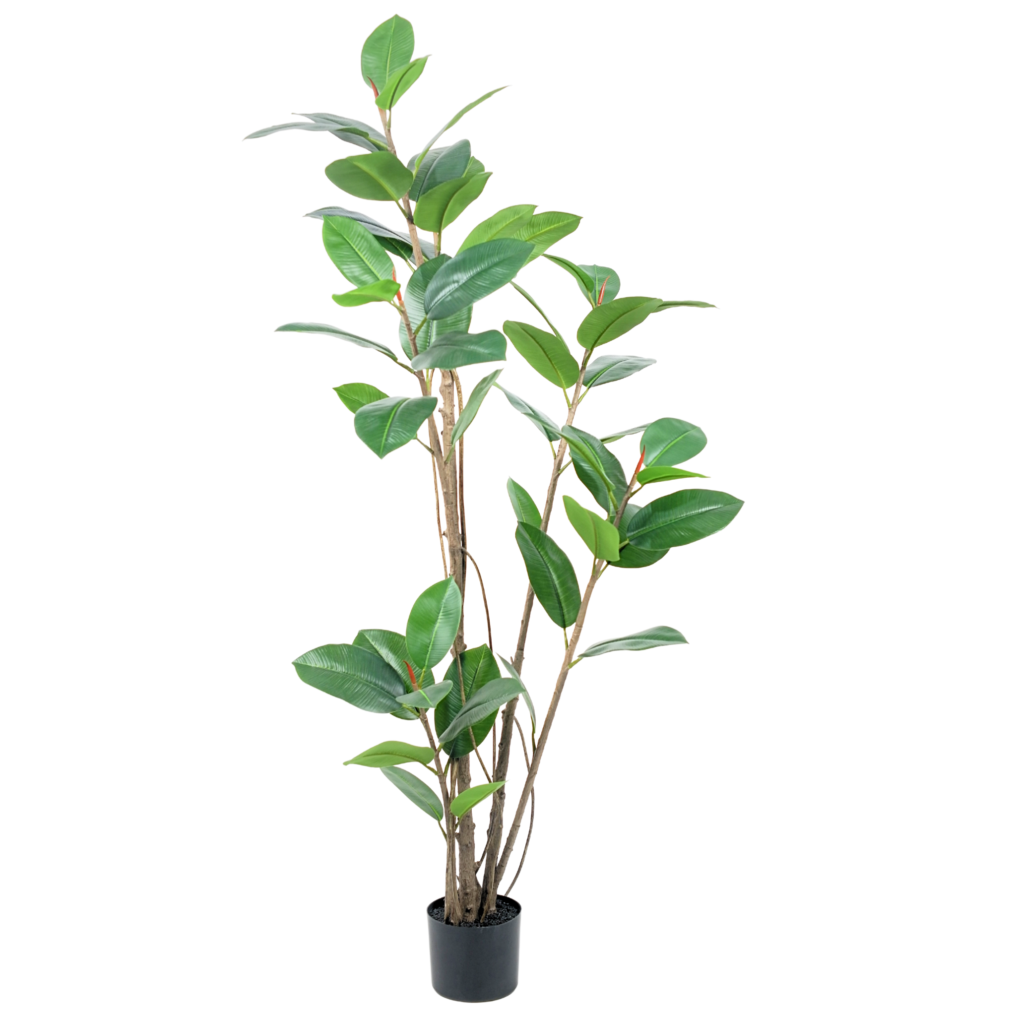 Rubber Tree Green__1__180CM