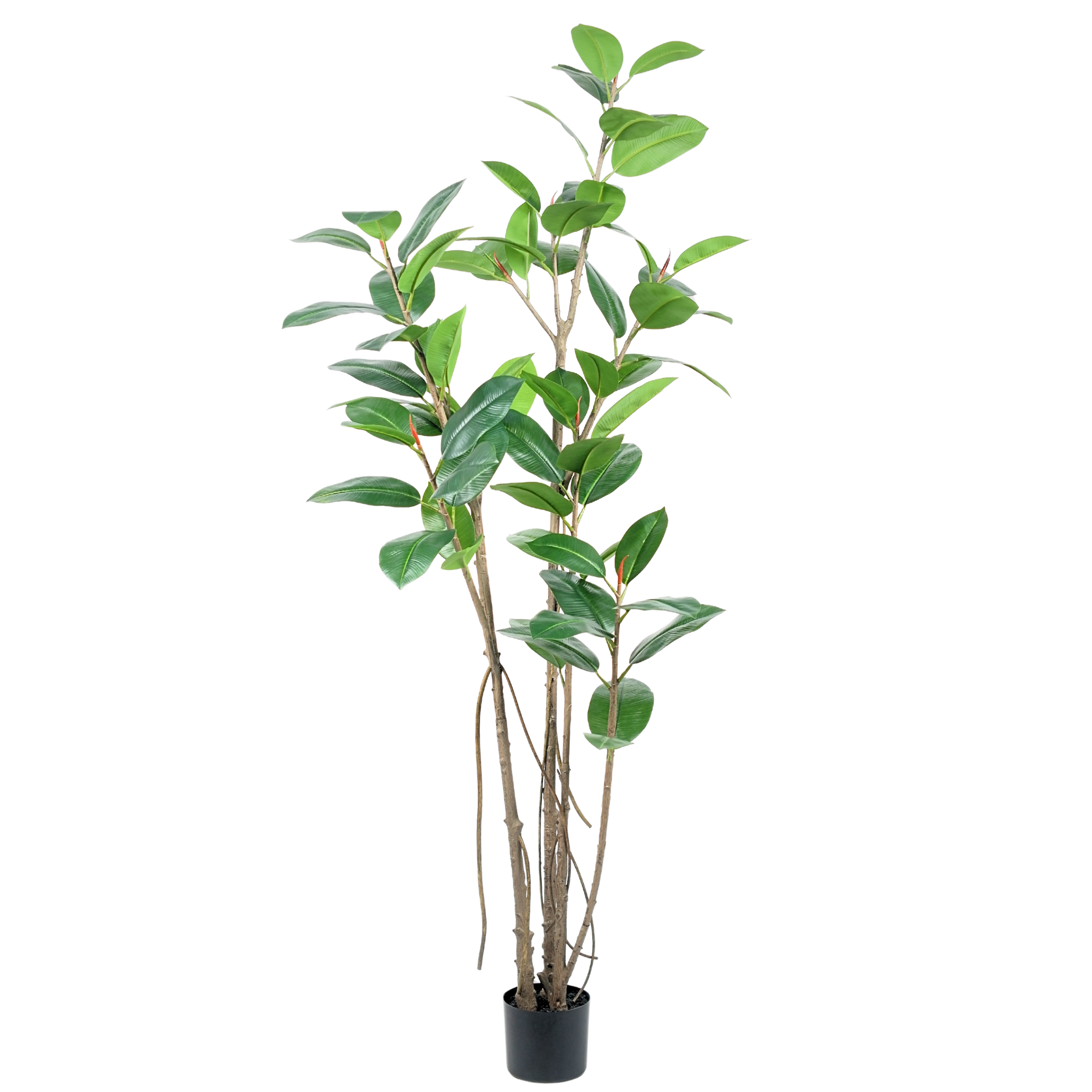 Rubber Tree Green__1__200CM