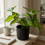 Syngonium Plant__1__50CM