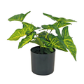 Syngonium Plant__1__50CM