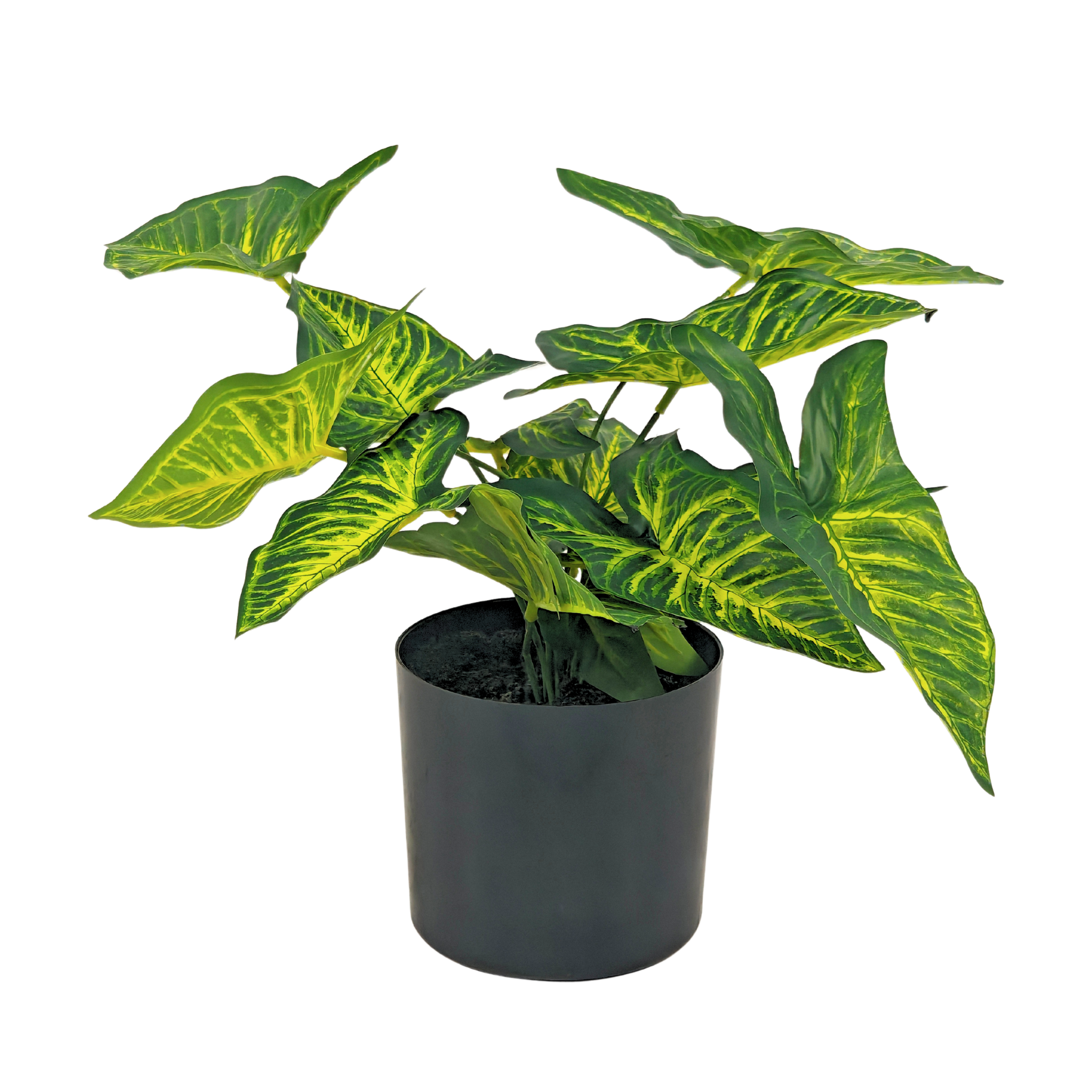 Syngonium Plant__1__50CM