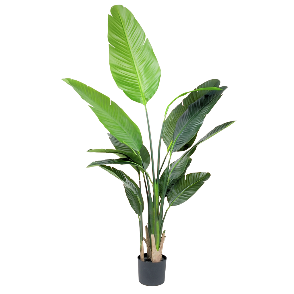 Traveller's Palm__1__160CM