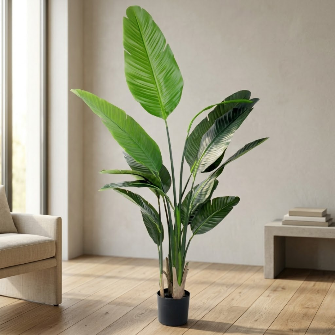 Traveller's Palm__1__160CM