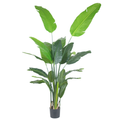 Traveller's Palm__1__180CM