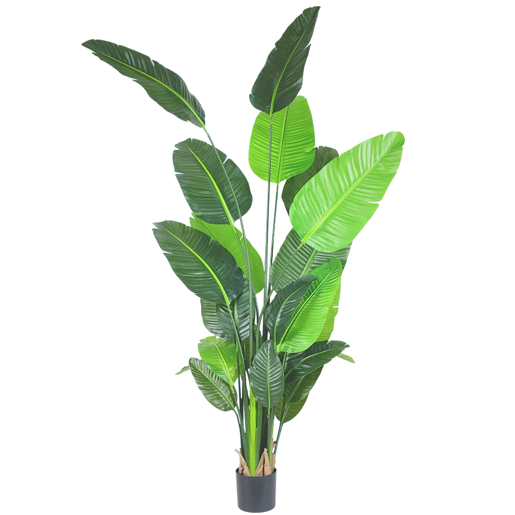 Traveller's Palm__1__250CM