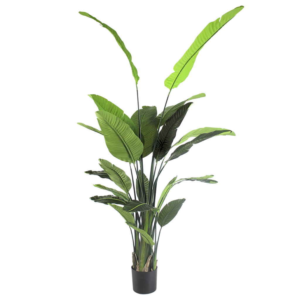Traveller's Palm__1__220CM