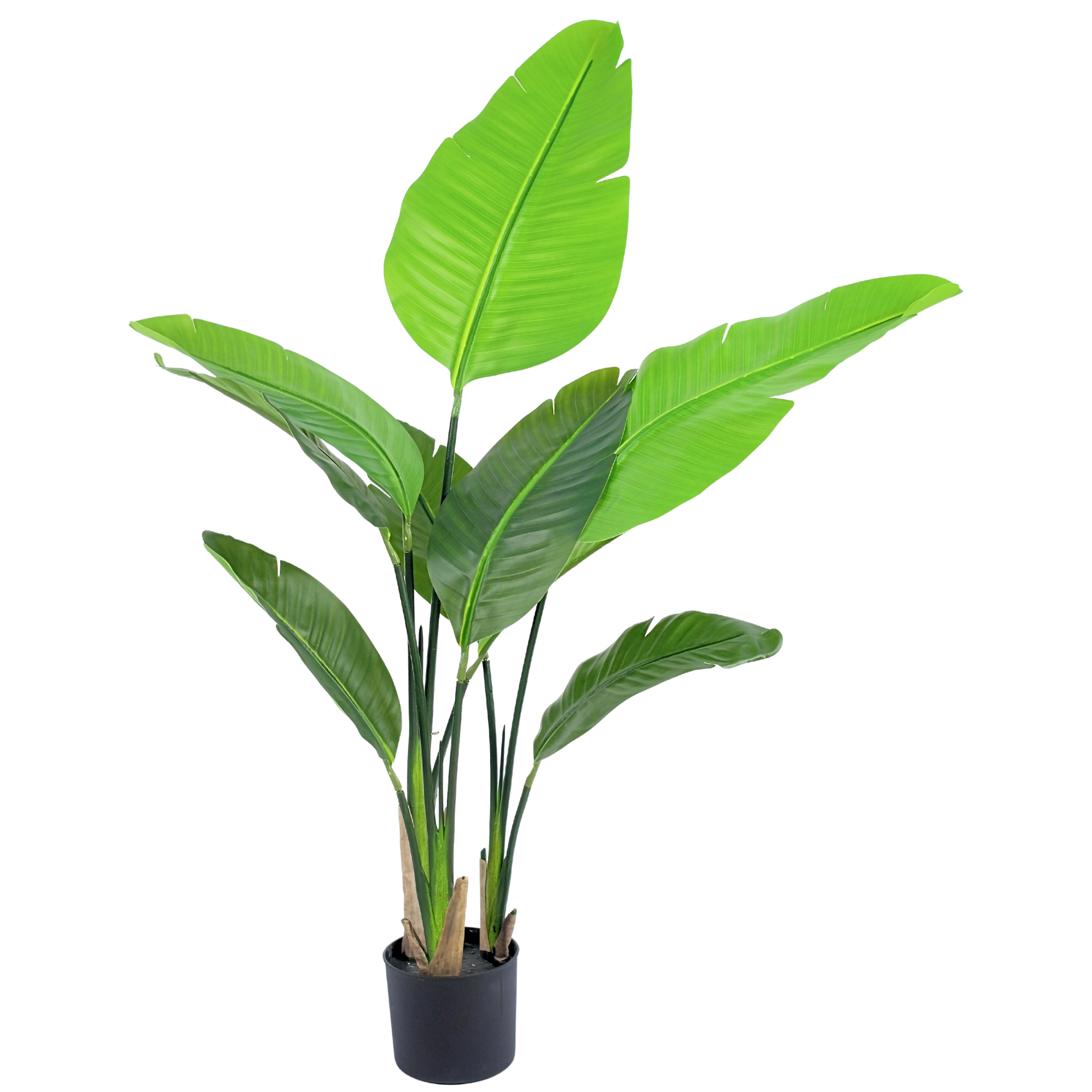 Traveller's Palm__1__120CM