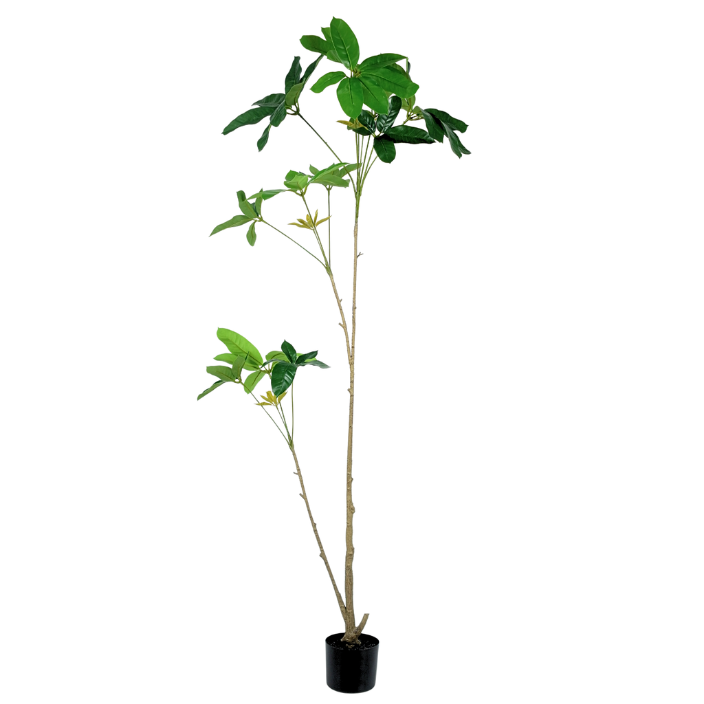Umbrella Tree__1__160CM