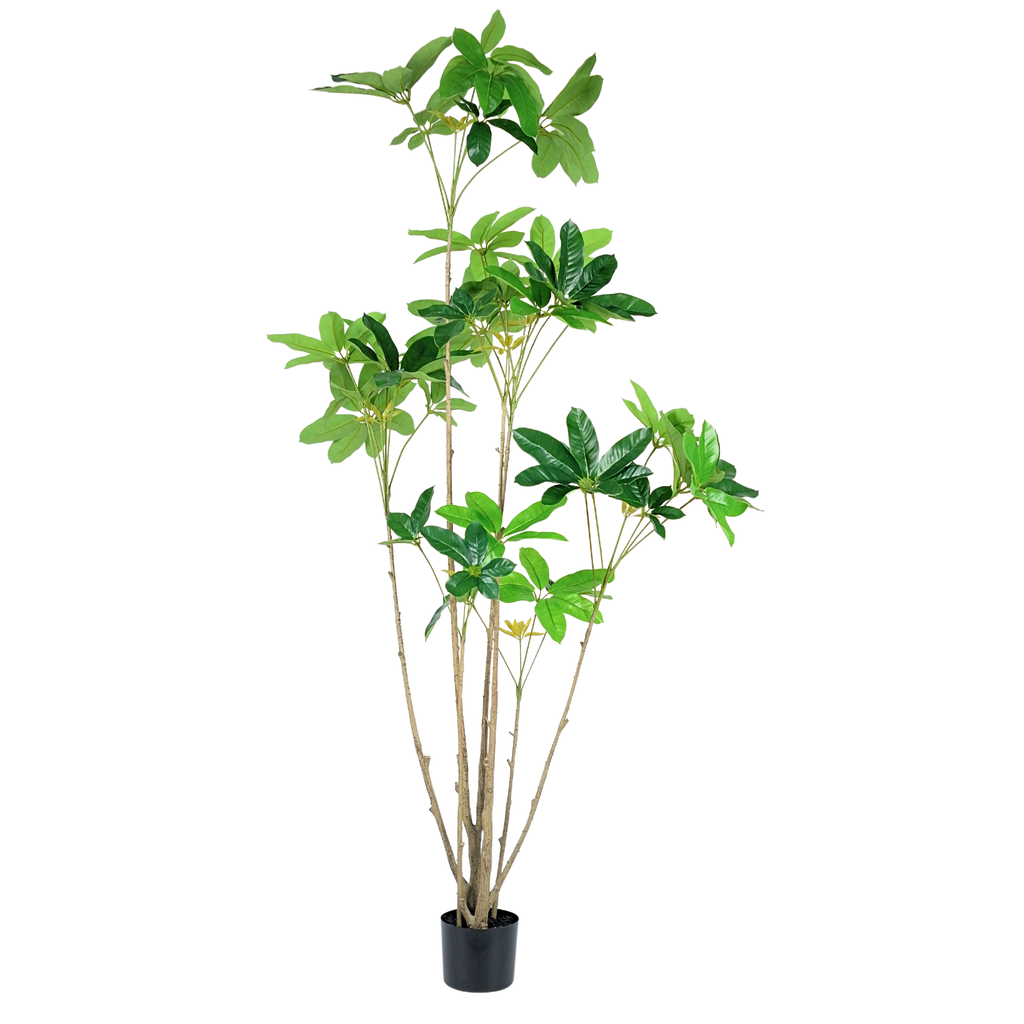 Umbrella Tree__1__180CM